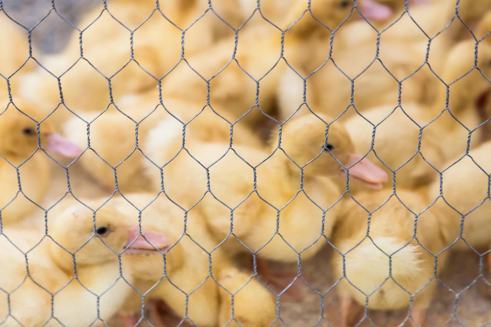 UK considers requiring poultry owners to register birds for ‘public health’