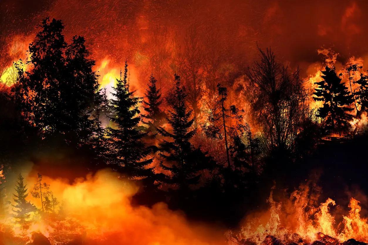 Man arrested for igniting forest fire ‘caused by climate change’
