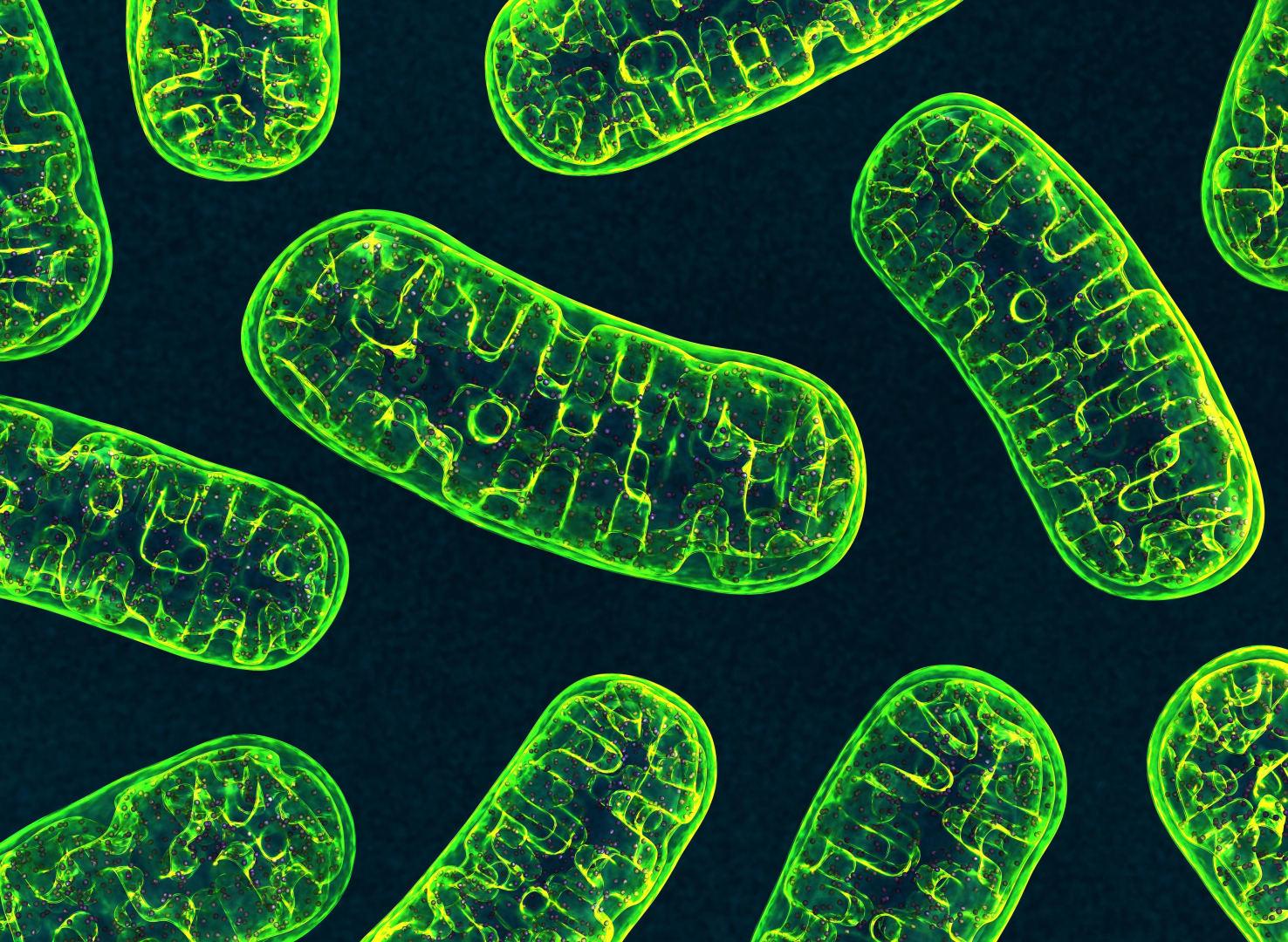 Watch: How does spike protein destroy mitochondria?