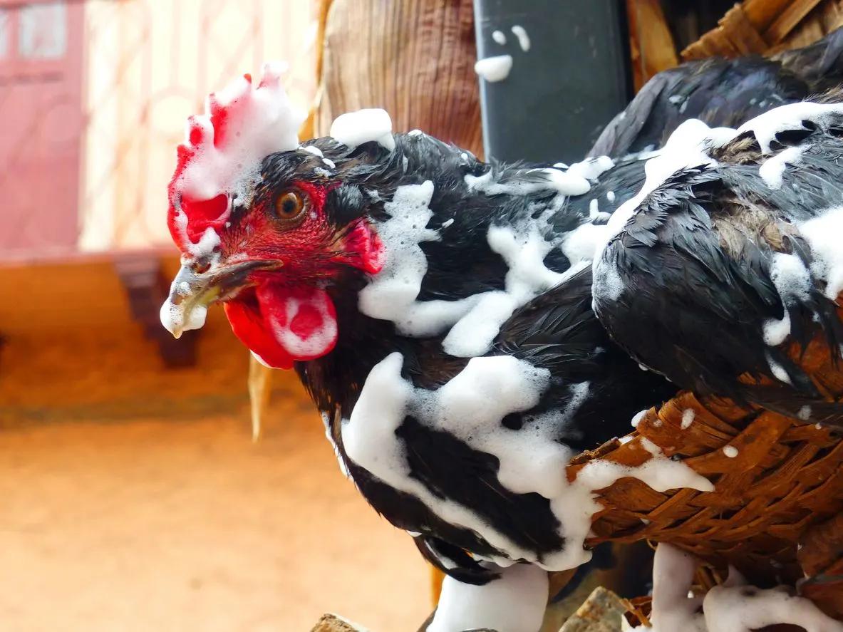 'Suffocate chickens with firehose foam' - Feds